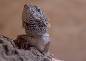 bearded dragon